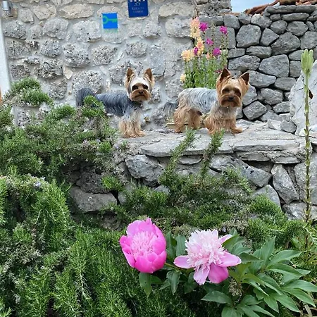 Sweet Traditional Dalmatian House With Pool Vila Vrsine